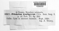Pilobolus lentiger image